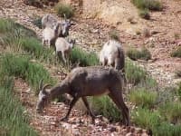 Sample 6 – Bighorn