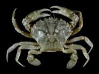 Sample 6 – Crab