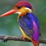 Sample 5 – Rufous kingfisher
