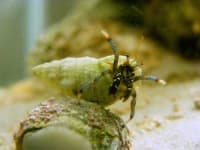 Sample 1 – Hermit crab
