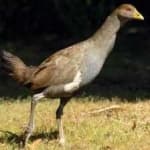 Sample 2 – Tasmanian hen