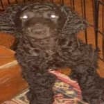 Sample 2 – Irish spaniel