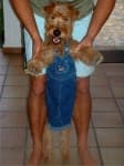 Sample 1 – Irish terrier