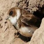 Sample 4 – Sand martin