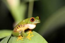 Sample 1 – Frog