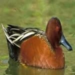 Sample 2 – Cinnamon teal
