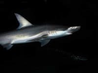 Sample 4 – Hammerhead