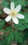 Sample 4 – Windflower