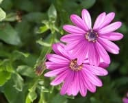 Sample 4 – Osteospermum