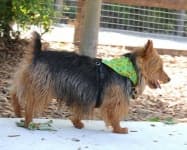 Sample 4 – Australian terrier