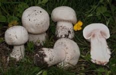 Sample 4 – Agaricus