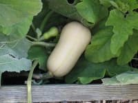 Sample 3 – Butternut squash