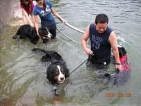 Sample 5 – Bernese mountain dog