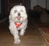 Sample 3 – Maltese dog