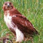 Sample of Red tailed hawk