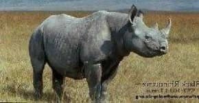 Sample 6 – Rhino