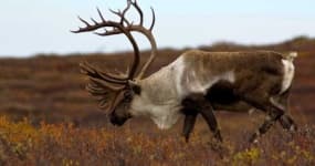 Sample 6 – Reindeer