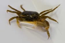 Sample 3 – Fiddler crab