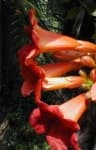 Sample 2 – Trumpet creeper