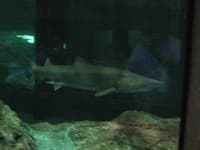 Sample 1 – Shark