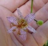 Sample 3 – Toad lily