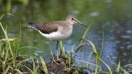 Sample 1 – Sandpiper