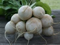 Sample 5 – Turnip