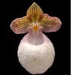 Sample 4 – Hard leaved pocket orchid
