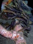 Sample 4 – Eel