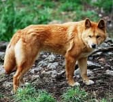 Sample 5 – Dingo