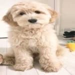 Sample 1 – Labradoodle