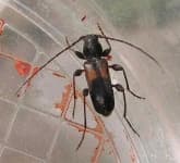 Sample 6 – Long horned beetle