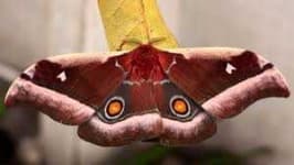 Sample 1 – Moth