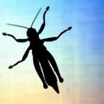 Sample 3 – Grasshopper