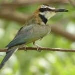 Sample 1 – White throated bee eater
