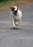Sample 5 – Brittany spaniel