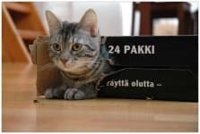 Sample 6 – Cat
