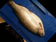 Sample 5 – Trout