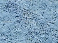 Sample 5 – Fibrous