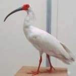 Sample 6 – Asian crested ibis
