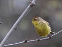 Sample 3 – Warbler