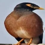 Sample of Myna