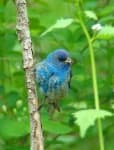 Sample of Indigo bunting
