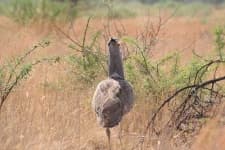 Sample 3 – Bustard