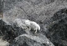 Sample 1 – Arctic fox
