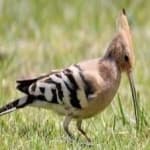 Sample 1 – Hoopoes