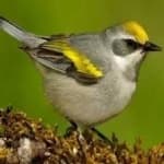 Sample 5 – Gold wing warbler