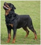 Sample 6 – Rottweiler