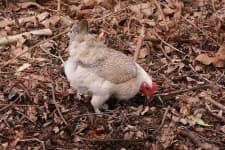 Sample 2 – Hen