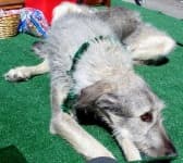 Sample 3 – Irish wolfhound